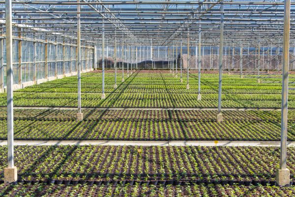 Agricultural projects